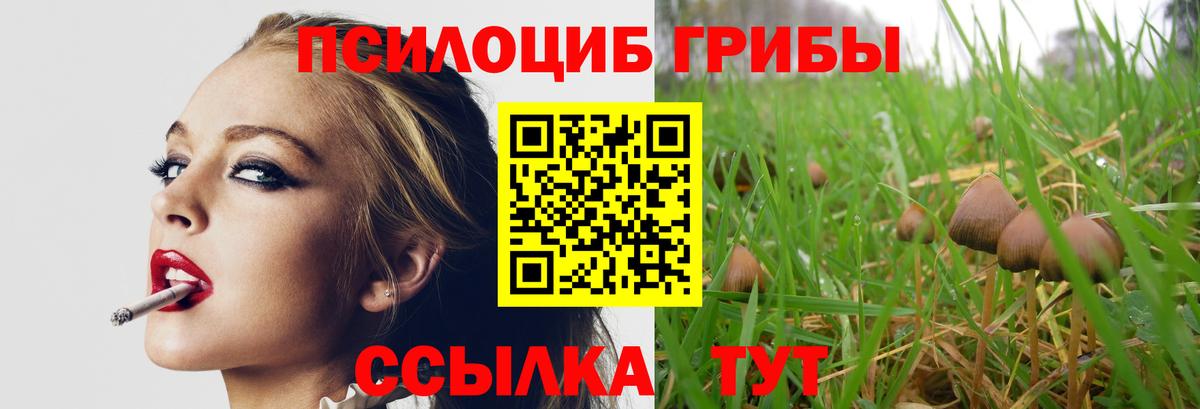 Галлюциногенные грибы Psilocybine cubensis Большой Камень